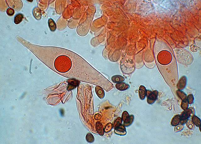 Psathyrella gossypina   (Bull.)   A. Pearson & Dennis